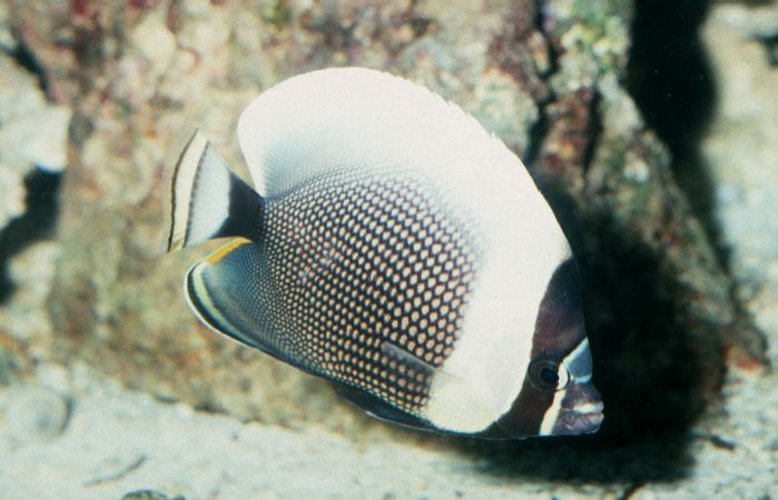 Chaetodon reticulatus (Pesce farfalla reticolato)